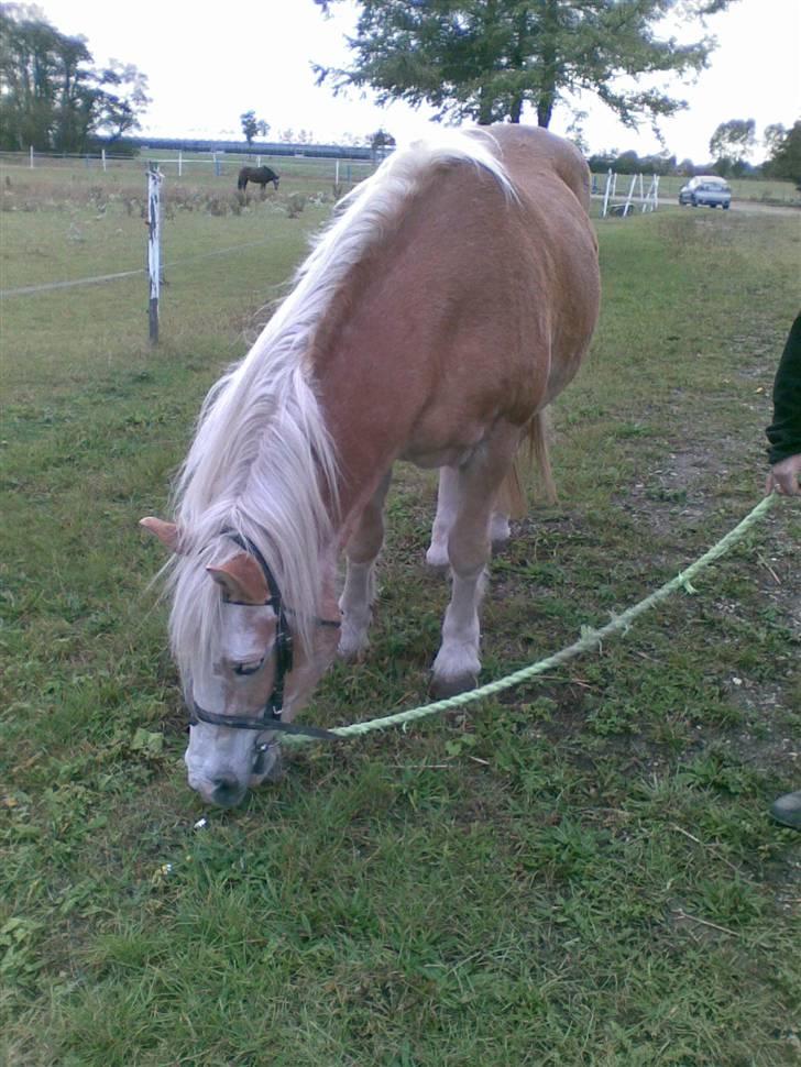 Haflinger Suleika R.I.P Min ven billede 11