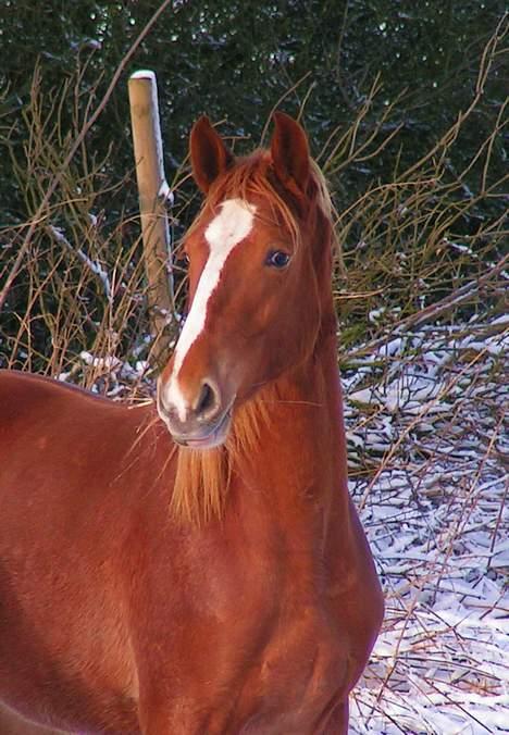 Frederiksborg Eislinn billede 5