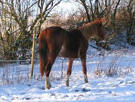 Frederiksborg Eislinn billede 6