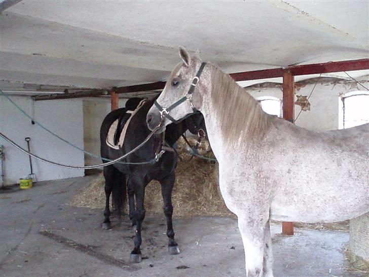 Arabisk fuldblod (OX) Mazja SOLGT *RIP* - Da vi besøgte hende hos den nye ejer. Her kan man tydeligt se hvor god ven hun er med hendes fold kammerat billede 10