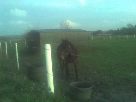 Traver Nostredamus Spirit - En dag vi havde tåget vejr som der jo nok kan se på billedet billede 20