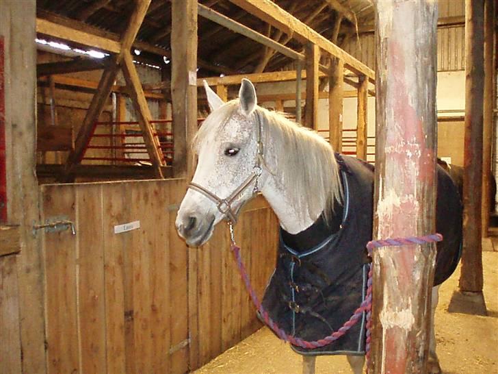 Arabisk fuldblod (OX) Mazja SOLGT *RIP* - På staldgangen billede 11