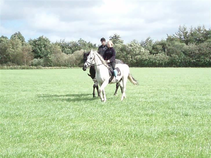 Arabisk fuldblod (OX) Mazja SOLGT *RIP* - Da vi besøgte hende hos den nye ejer. Første og eneste gang jeg red uden ridehjelm på hende. billede 12