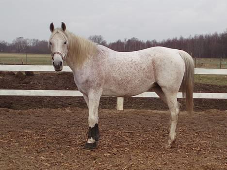 Arabisk fuldblod (OX) Mazja SOLGT *RIP* - Stå stille det kan jeg. billede 13