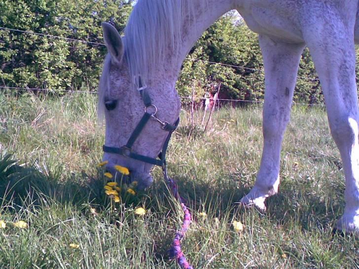 Arabisk fuldblod (OX) Mazja SOLGT *RIP* - Hygge dag. billede 14