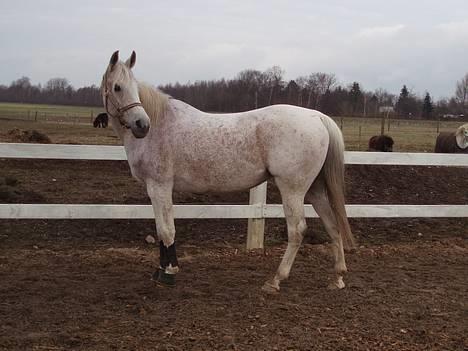 Arabisk fuldblod (OX) Mazja SOLGT *RIP* - Jeg synes bare hun er smuk. billede 15