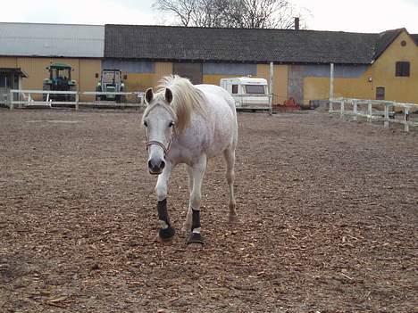 Arabisk fuldblod (OX) Mazja SOLGT *RIP* - Er det noget man kan spise? billede 16