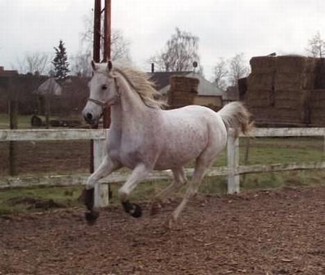 Arabisk fuldblod (OX) Mazja SOLGT *RIP* - Hun er smuk, som altid. billede 17