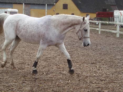 Arabisk fuldblod (OX) Mazja SOLGT *RIP* - Fik trykket for tidligt, halen mangler. billede 18