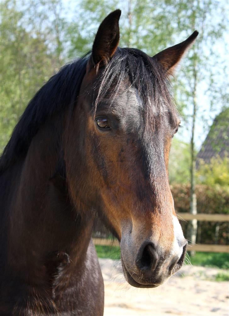 Anden særlig race Charlie  - 29/4-2009 - Billedet er taget af Mona fra Stald Dyrhøj billede 1