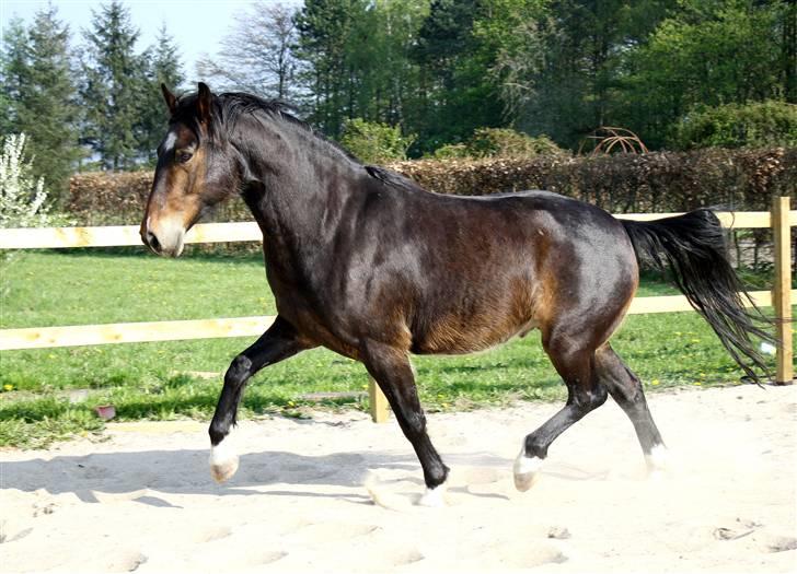 Anden særlig race Charlie  - 29/4-2009 - Billedet er taget af Mona fra Stald Dyrhøj billede 3