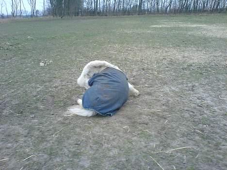 Shetlænder Riffer.R.I.P - Heeh, han sidder ned,, billede 8