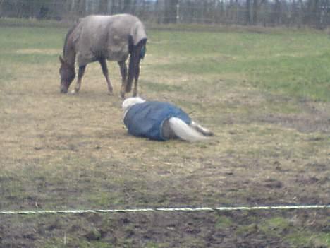 Shetlænder Riffer.R.I.P - Han er vist ved og rulle sig,, heeh billede 9