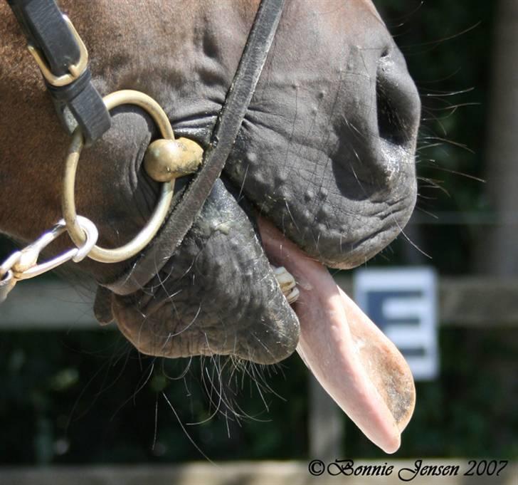 Traver Kubius - R.I.P - Fotograf: Bonnie jensen billede 1