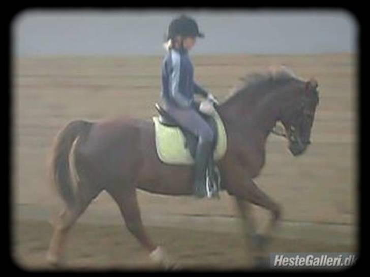 Anden særlig race Malaika R.I.P - gallop 07´ i FRRK (: billede 2