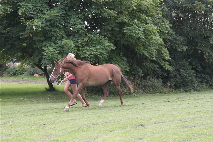 Anden særlig race Malaika R.I.P - ingen tegn på halthed længere (: <3 juli 09´ billede 4