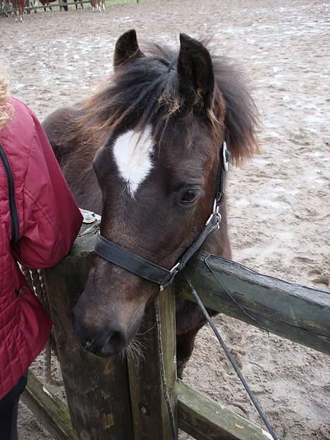Welsh Pony af Cob-type (sec C) West Side Billy boy *solgt* - Februar 2007 billede 10