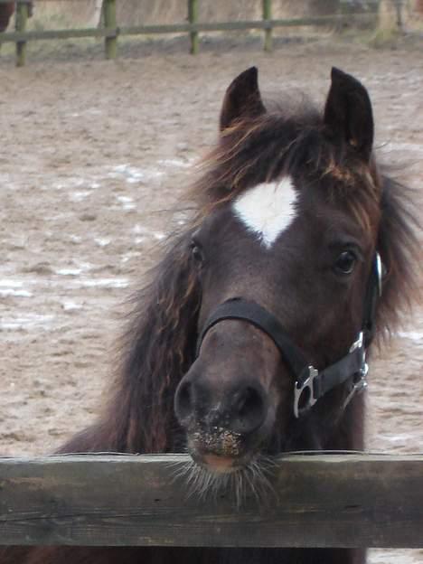 Welsh Pony af Cob-type (sec C) West Side Billy boy *solgt* - Februar 2007 billede 11