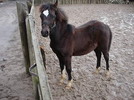 Welsh Pony af Cob-type (sec C) West Side Billy boy *solgt* - Februar 2007 billede 12