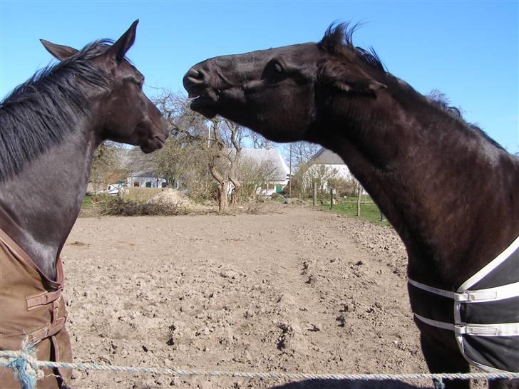 Anden særlig race Trojka (Himmelhest) - Vores første stævne, 2006.  billede 15