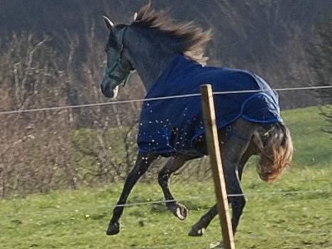 Pura Raza Española Dalgards Guapa(aflivet) billede 19