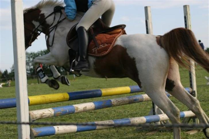 Pinto Fiona  - oxer på 75cm..  hun er så super at springe på hun flyver over!!! billede 8