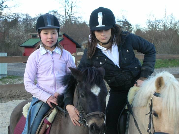 Palomino Epol star - Epol&&Zorro<3 billede 1