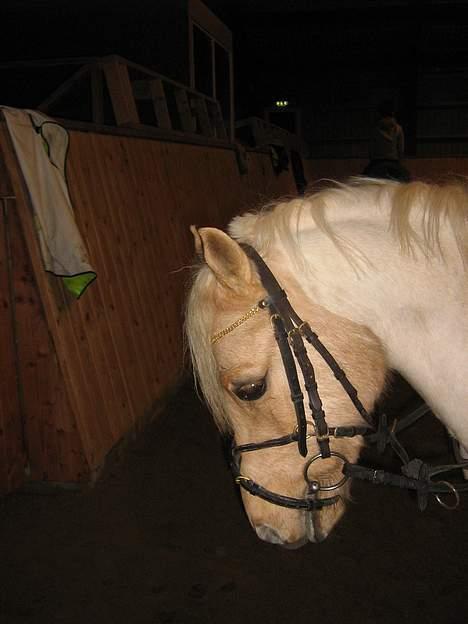 Palomino Epol star - Epol star oppe ii ride hus !  billede 2