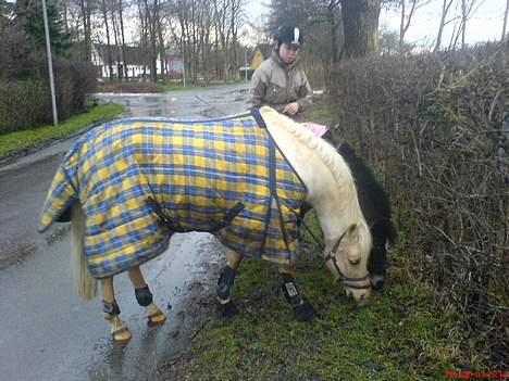 Palomino Epol star - miin søs rider Zorro Albæk og Epol star ved siden a !  billede 7