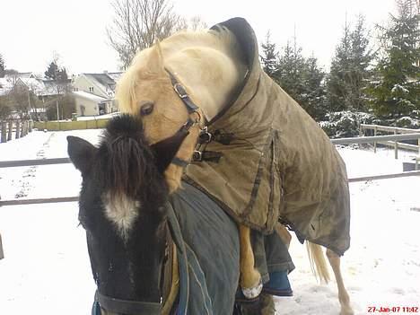 Palomino Epol star - Epol star hopper op påå Zorro Albæk ! Epol star er til Drenge ´! hahahah! billede 9