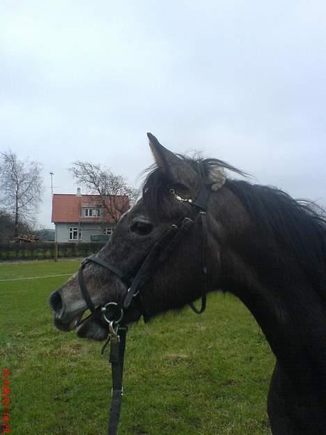 Arabisk fuldblod (OX) Gantrup fresiah ox - Billedet er fra 15 feb.2007 billede 13