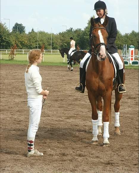 Dansk Varmblod   Safir-Bell Ravnsbjerg   billede 8