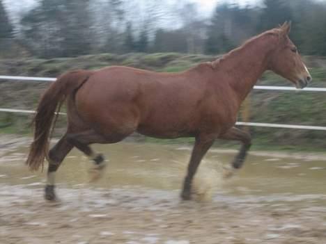 Frederiksborg Tanja *solgt* - Tanja på den oversvømmede ridebane .  billede 6