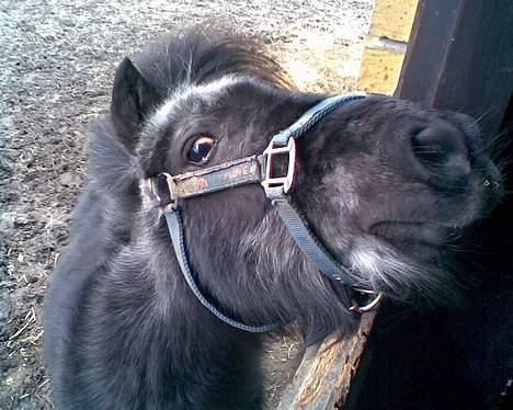 Shetlænder laban billede 8