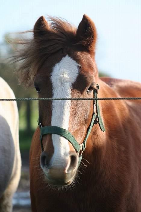 Tysk Sportspony Rødhætte <"3 - dejlige rødhætte billede 1