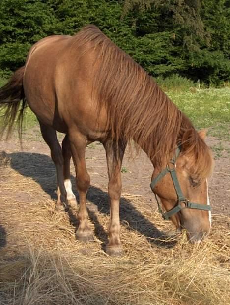 Tysk Sportspony Rødhætte <"3 - gumle gumle billede 2