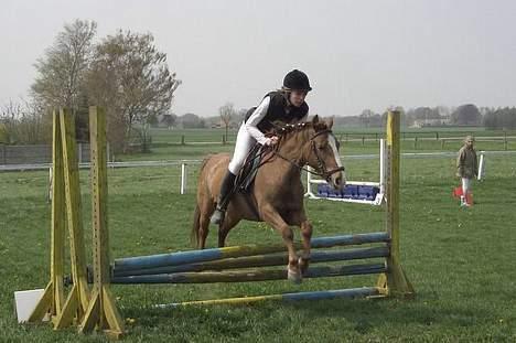 Tysk Sportspony Rødhætte <"3 - hoop ! billede 3