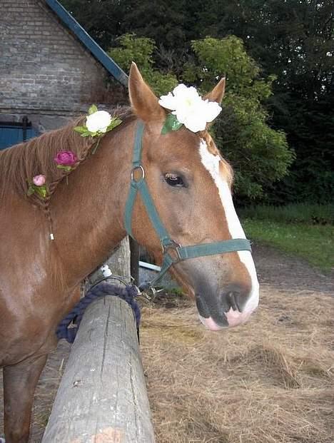 Tysk Sportspony Rødhætte <"3 - smukke rødhætte billede 4