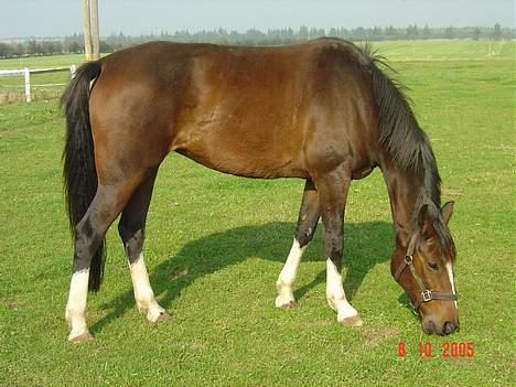 Traver COPPELIA billede 12