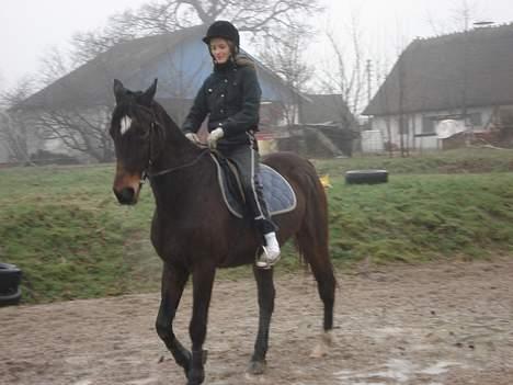 Traver Owens Rødbylund (aflivet) billede 13
