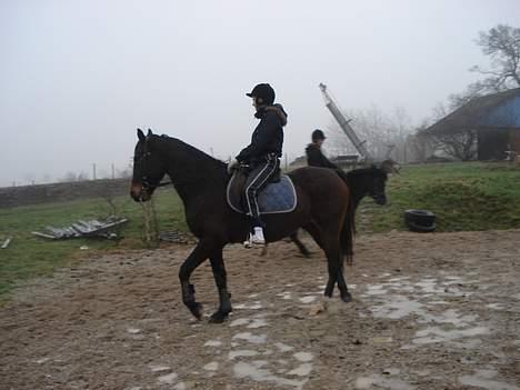 Traver Owens Rødbylund (aflivet) billede 14