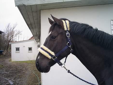 Trakehner Bajazzo billede 13