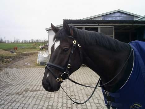 Trakehner Bajazzo billede 16