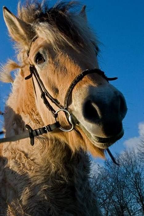 Fjordhest Claus (Part) - [ Taget af min moster]  billede 15