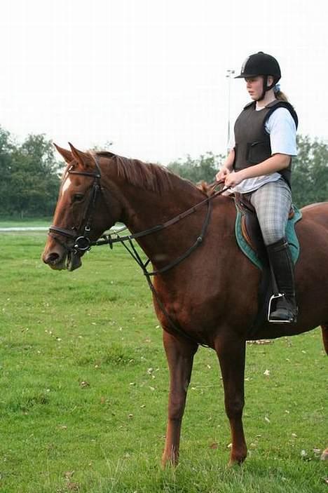 Dansk Varmblod Walou R.I.P. - Venter lige på at de andre har sprunget billede 3