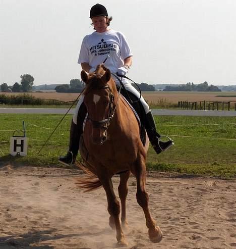 Dansk Varmblod Walou R.I.P. - Birthe rider dressur til 25 års jubilæum billede 8