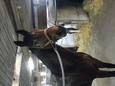 Dansk Varmblod Gin - Hende den smukke på staldgangen <´3<´3 billede 7