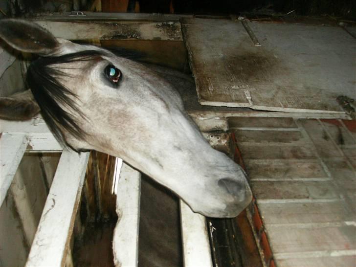 Anden særlig race Åbygårds Cinderella(Cindy - se hvor hvid hun er blevet billede 12