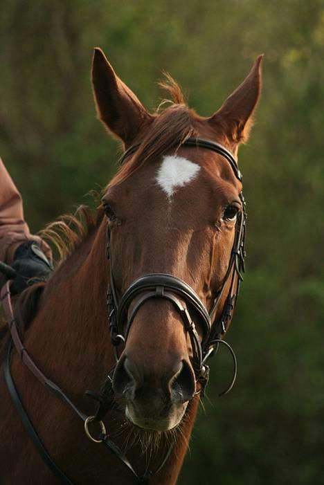 Dansk Varmblod Walou R.I.P. - zoomet billede. billede 9