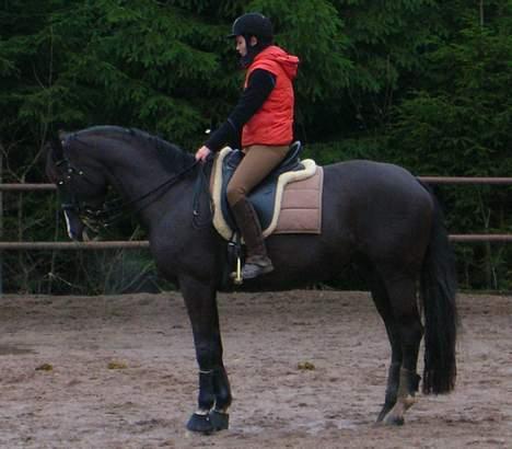 Dansk Varmblod Finesse - 16-02-07 fuld gang med genoptræning efter sygdom billede 9